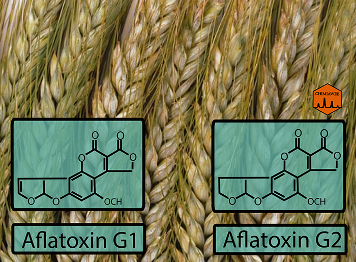 Aflatoxins: Poisonous and Carcinogen Compounds (Part 3)